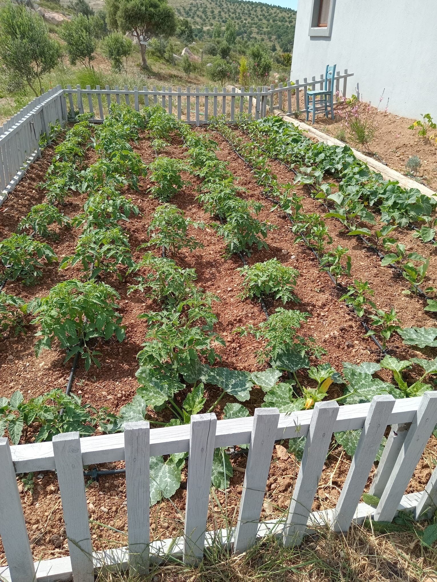 A garden with raised beds, a wooden fence, and a building in the background.