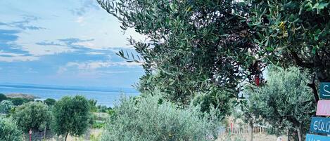 A garden with olive trees, a wooden deck, and a signpost with names.