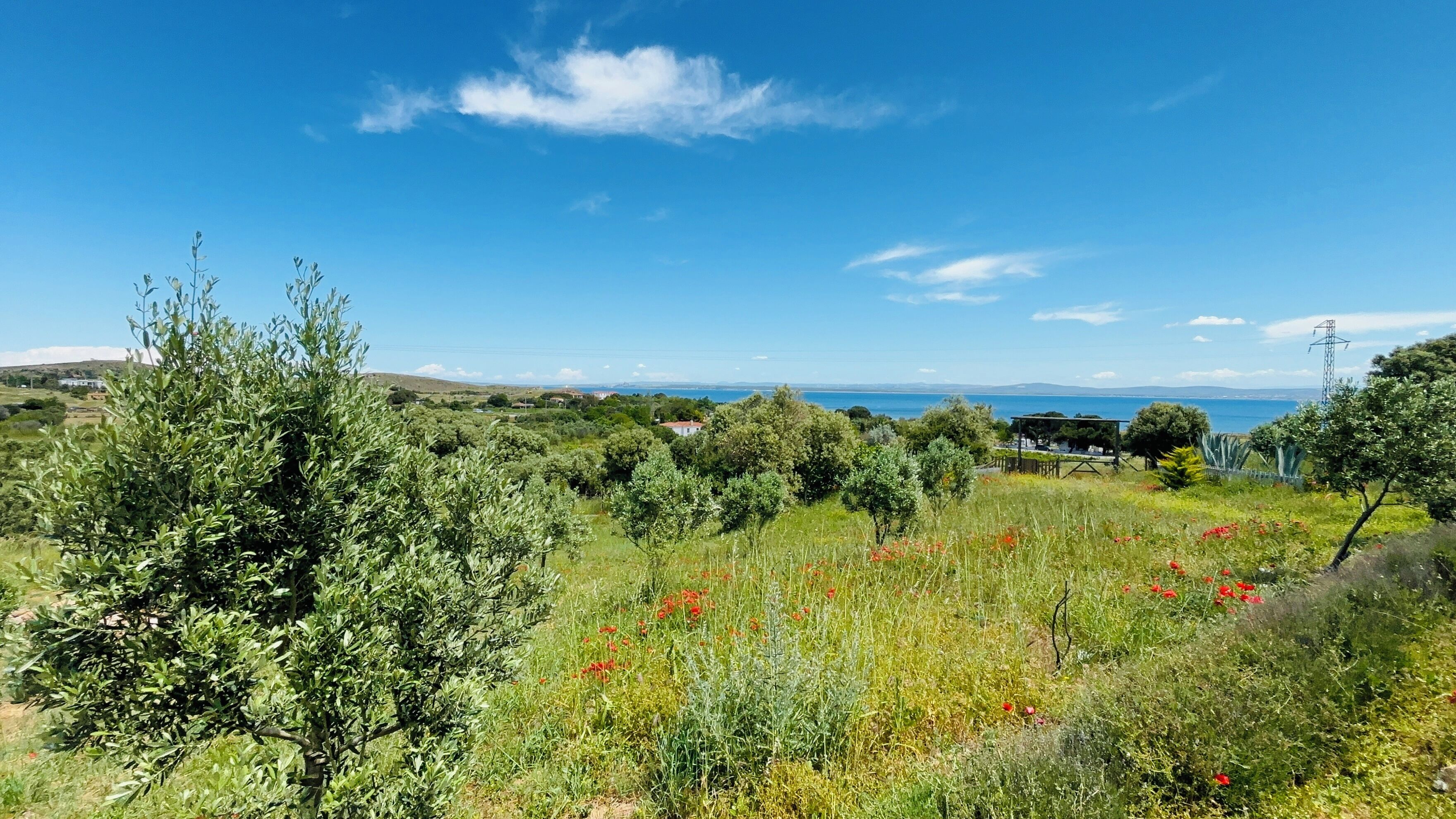 Paisaje costero con olivos, flores rojas y cielo azul despejado.
