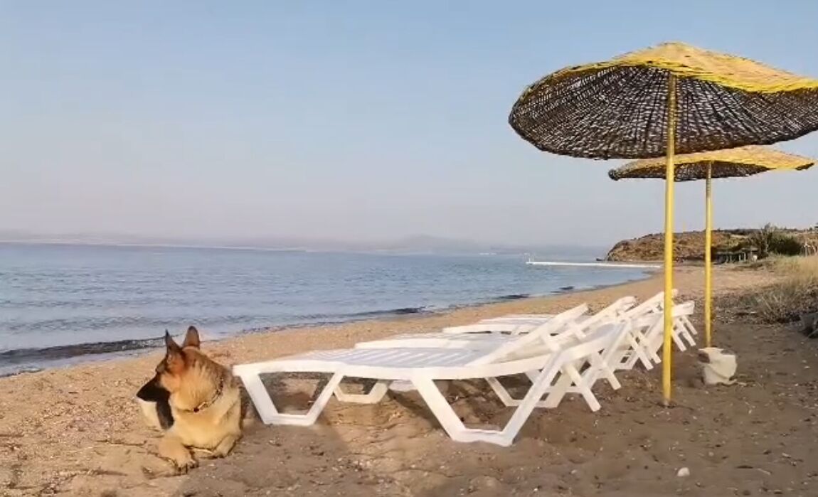 شاطئ