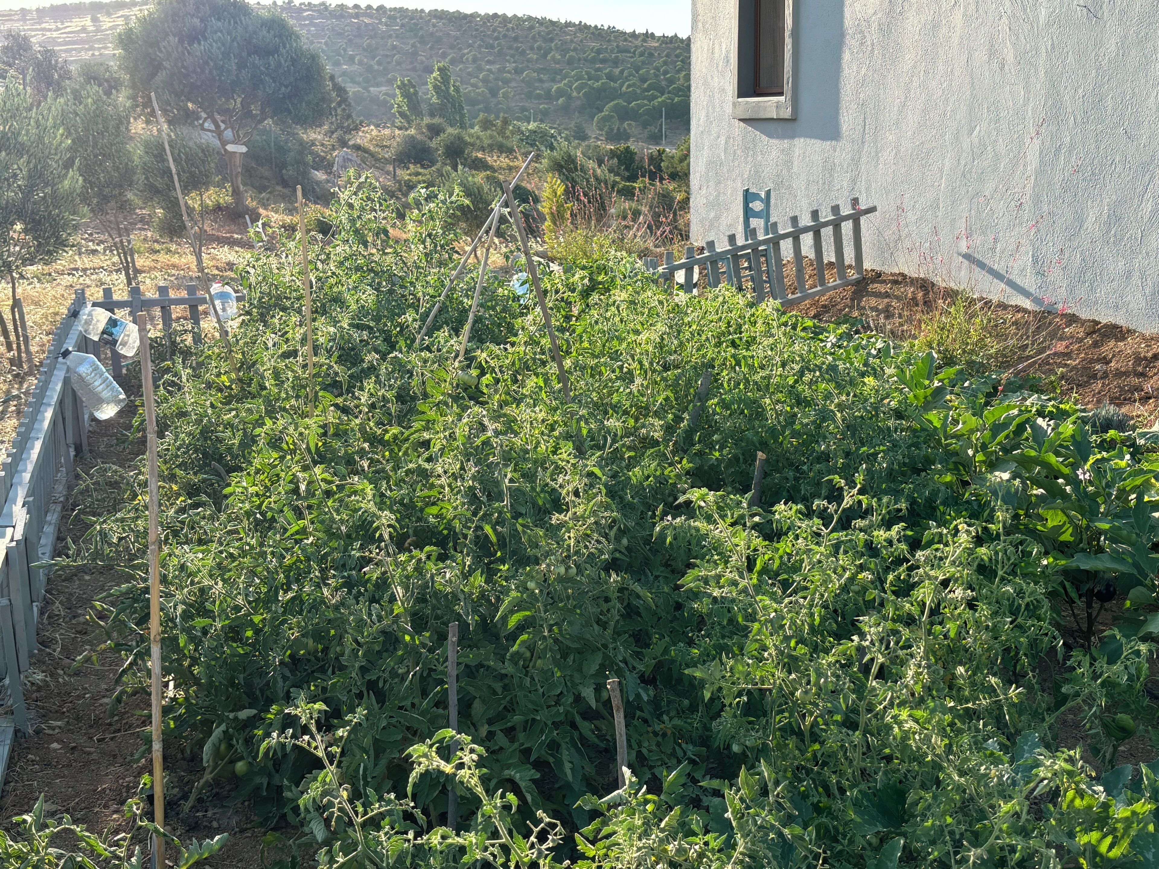 A garden with various plants and a wooden fence.