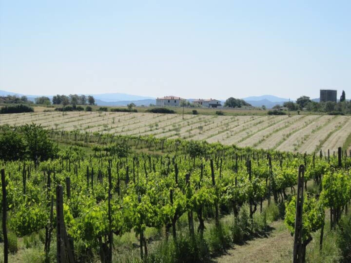 A vineyard with rows of grapevines and a white building in the background.