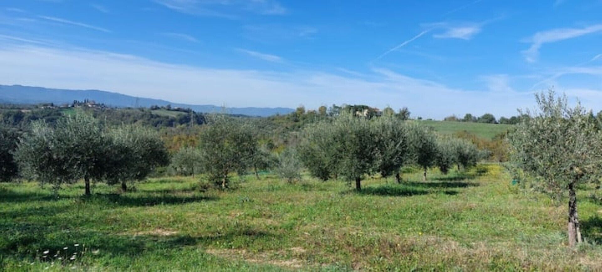 A rural landscape with olive trees and a distant view of hills and buildings.