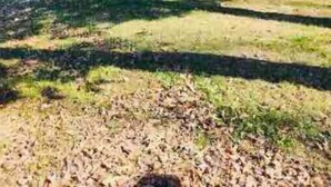 Une maison de plain-pied avec un toit végétalisé, entourée d’arbres et d’une pelouse.