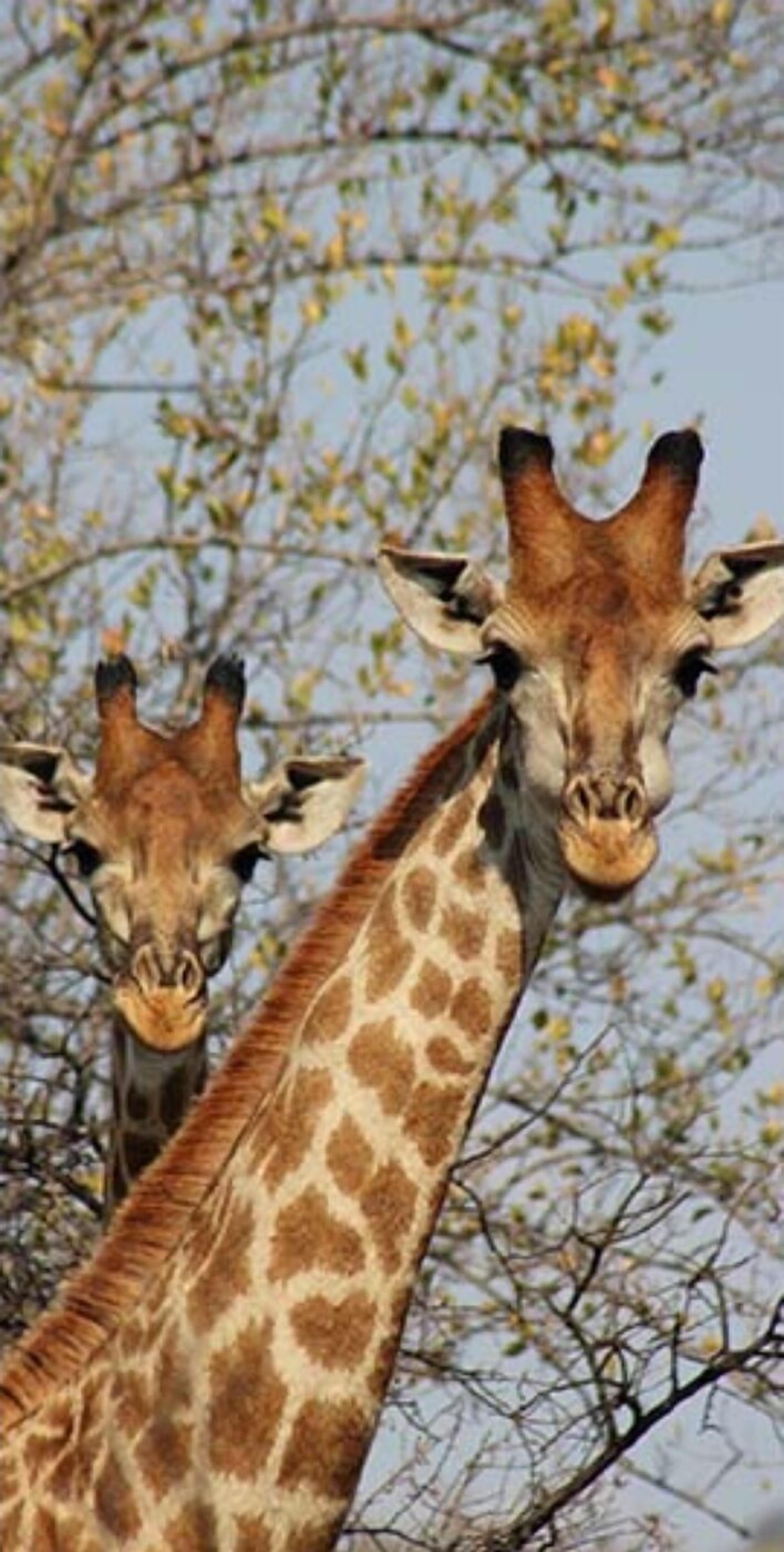 Two giraffes with distinct patterns, standing in a natural setting with sparse trees in the background.