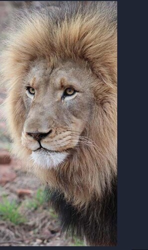 Memerhati hidupan liar