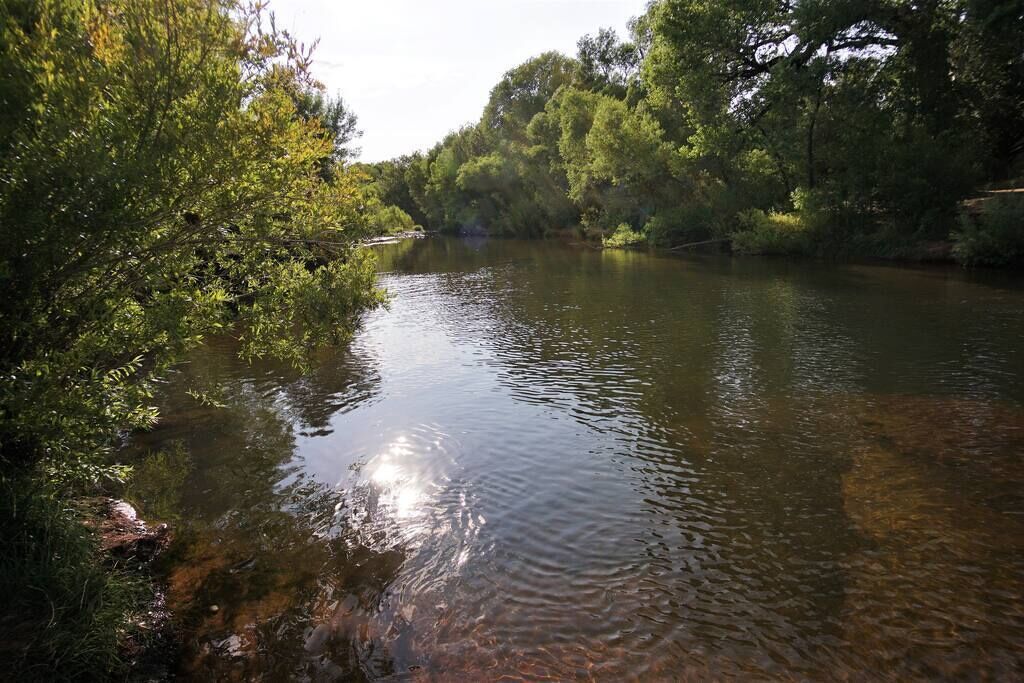 A river surrounded by dense greenery.