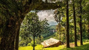 A rustic wooden cabin in a lush forest with a large tree arching over it.