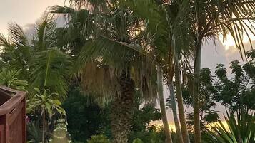 A pathway leading through a garden with palm trees and a wooden structure on the left.