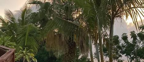 A pathway leading through a garden with palm trees and a wooden structure on the left.