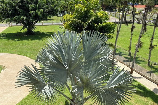 View from Trundle Room