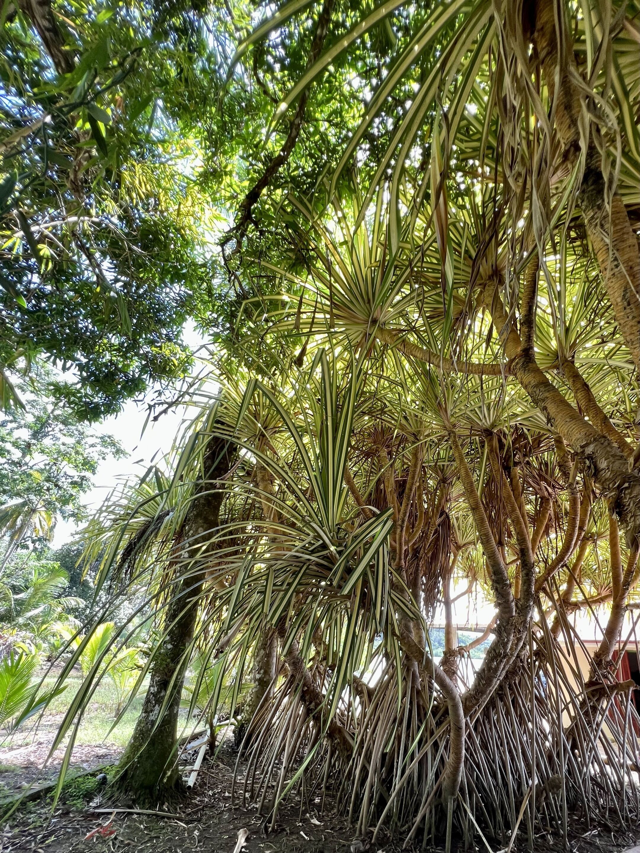 A dense tropical forest with a variety of trees, including palm trees, and a ground covered with dry leaves and twigs.