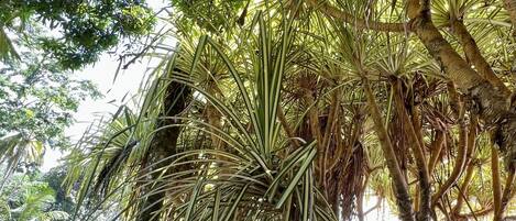 A dense tropical forest with a variety of trees, including palm trees, and a ground covered with dry leaves and twigs.