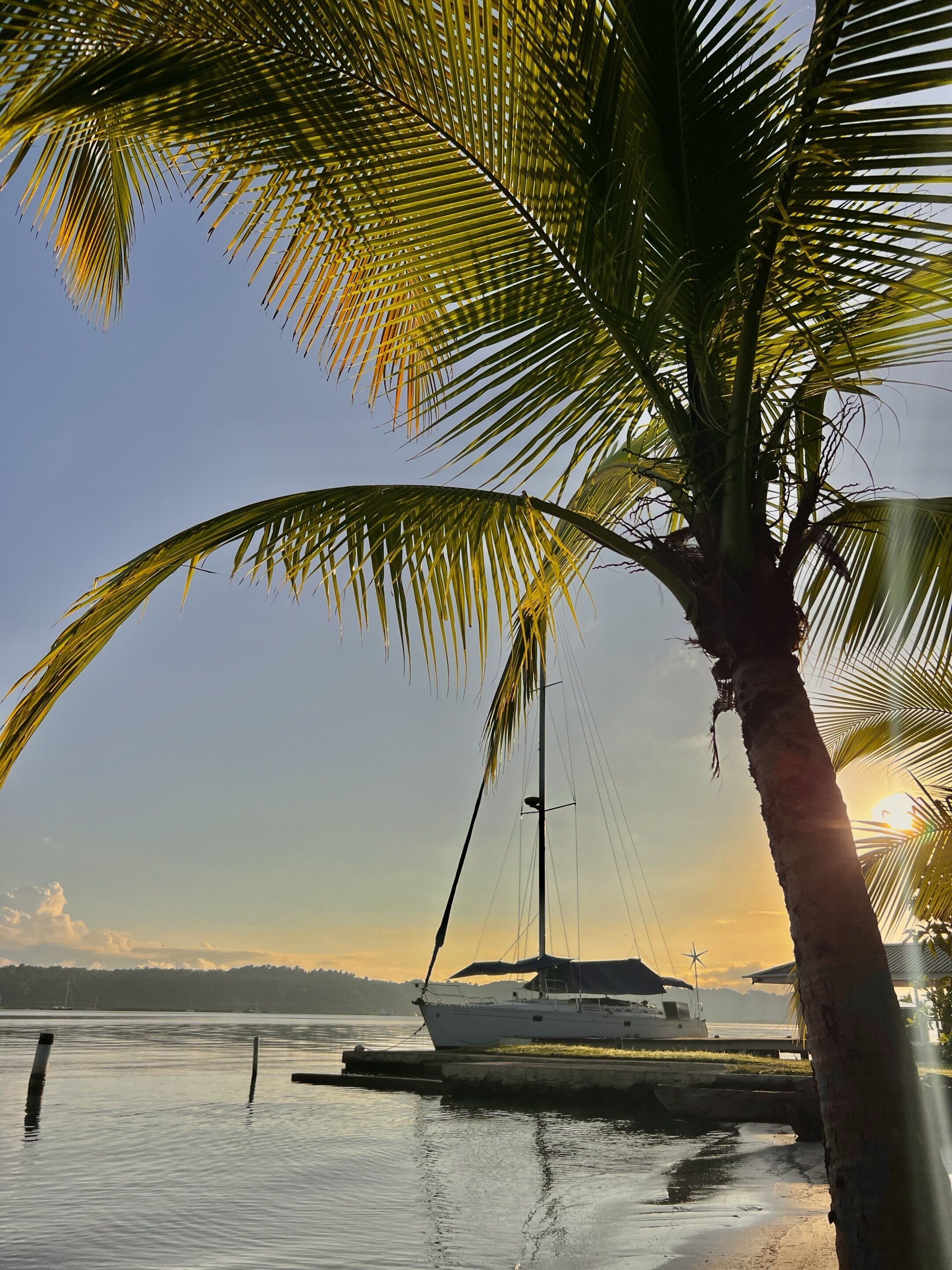 A boat docked at a calm body of water with a palm tree in the foreground.
