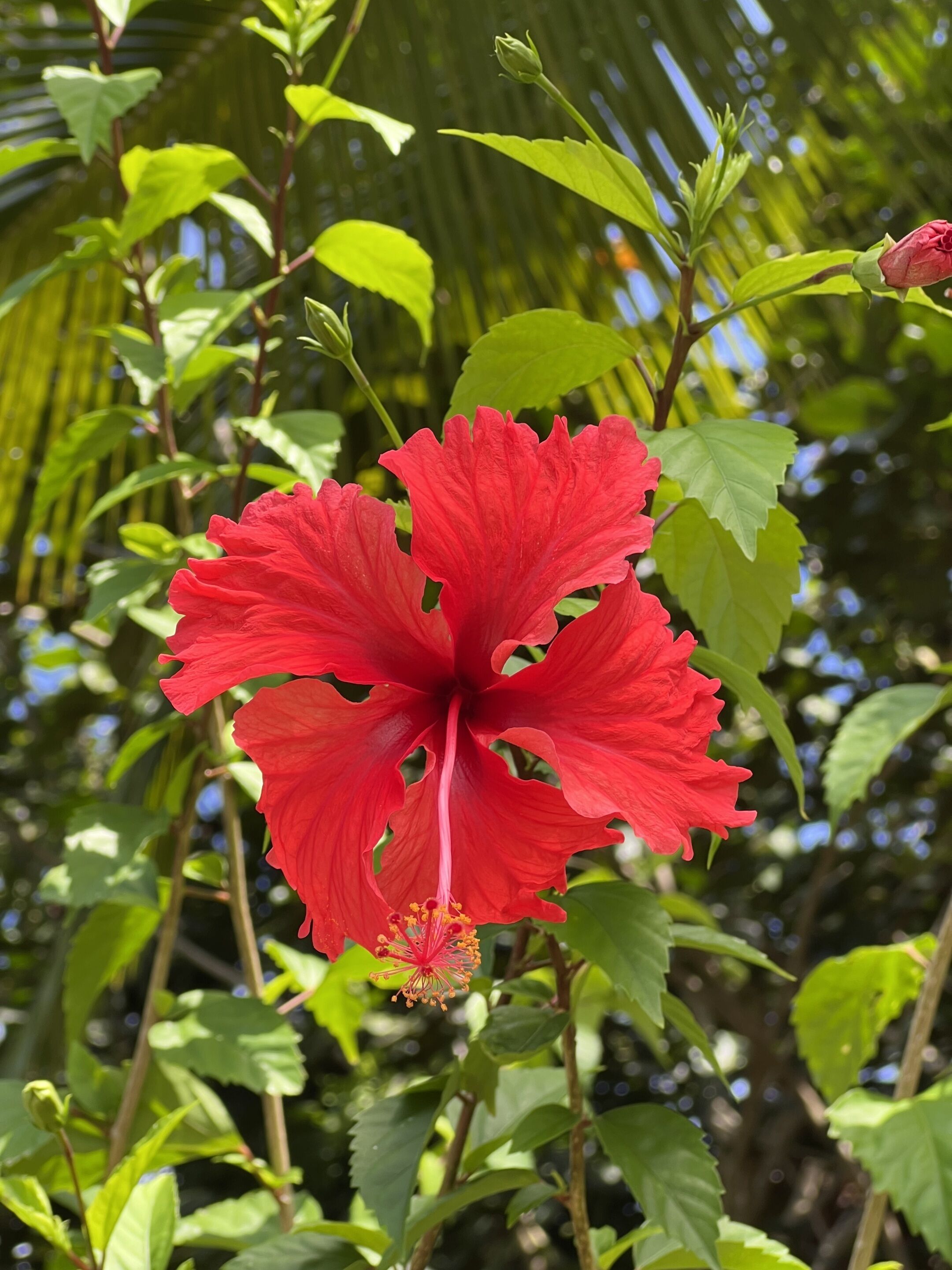 A red hibiscus flower with green leaves in the background.