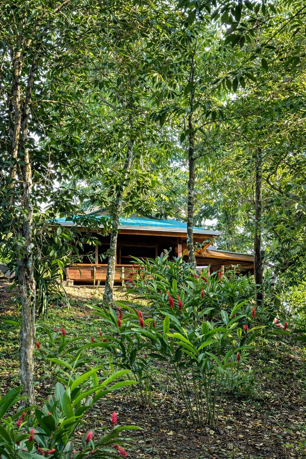 Eine Holzhütte, umgeben von dichtem Grün und Bäumen.