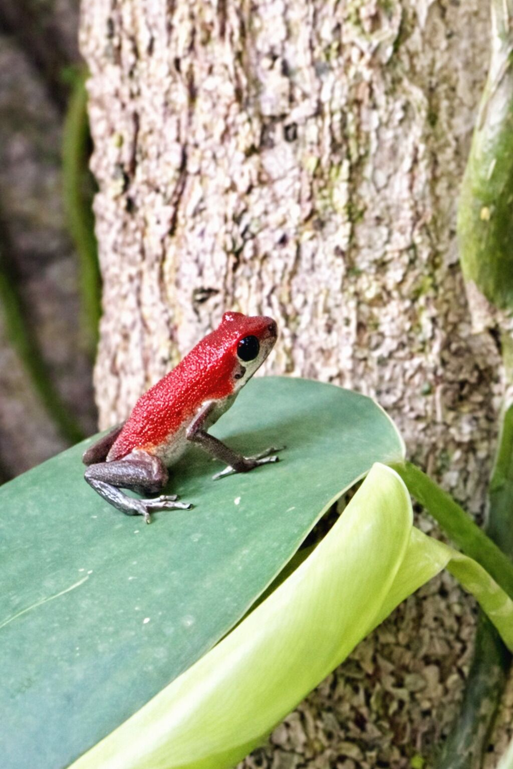 A frog on a green leaf against a tree trunk.
