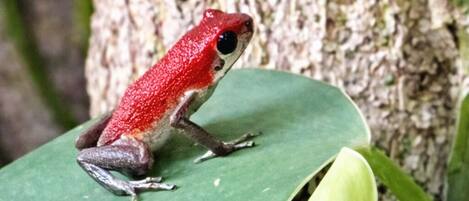 A frog on a green leaf against a tree trunk.