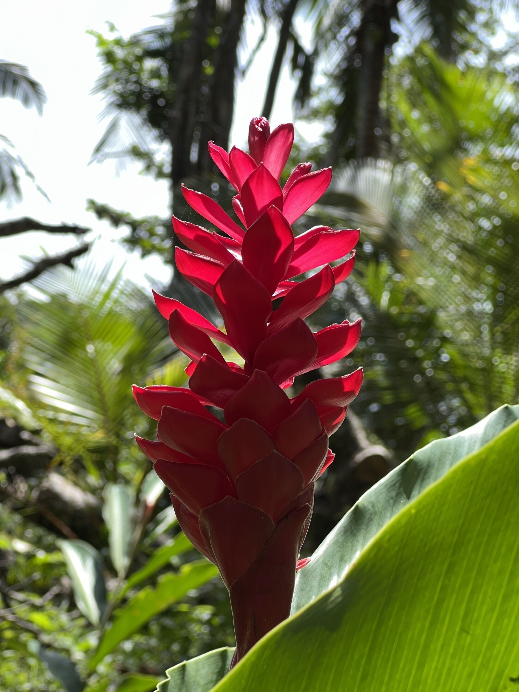 Una flor roja con numerosas pétalos, rodeada de follaje verde.