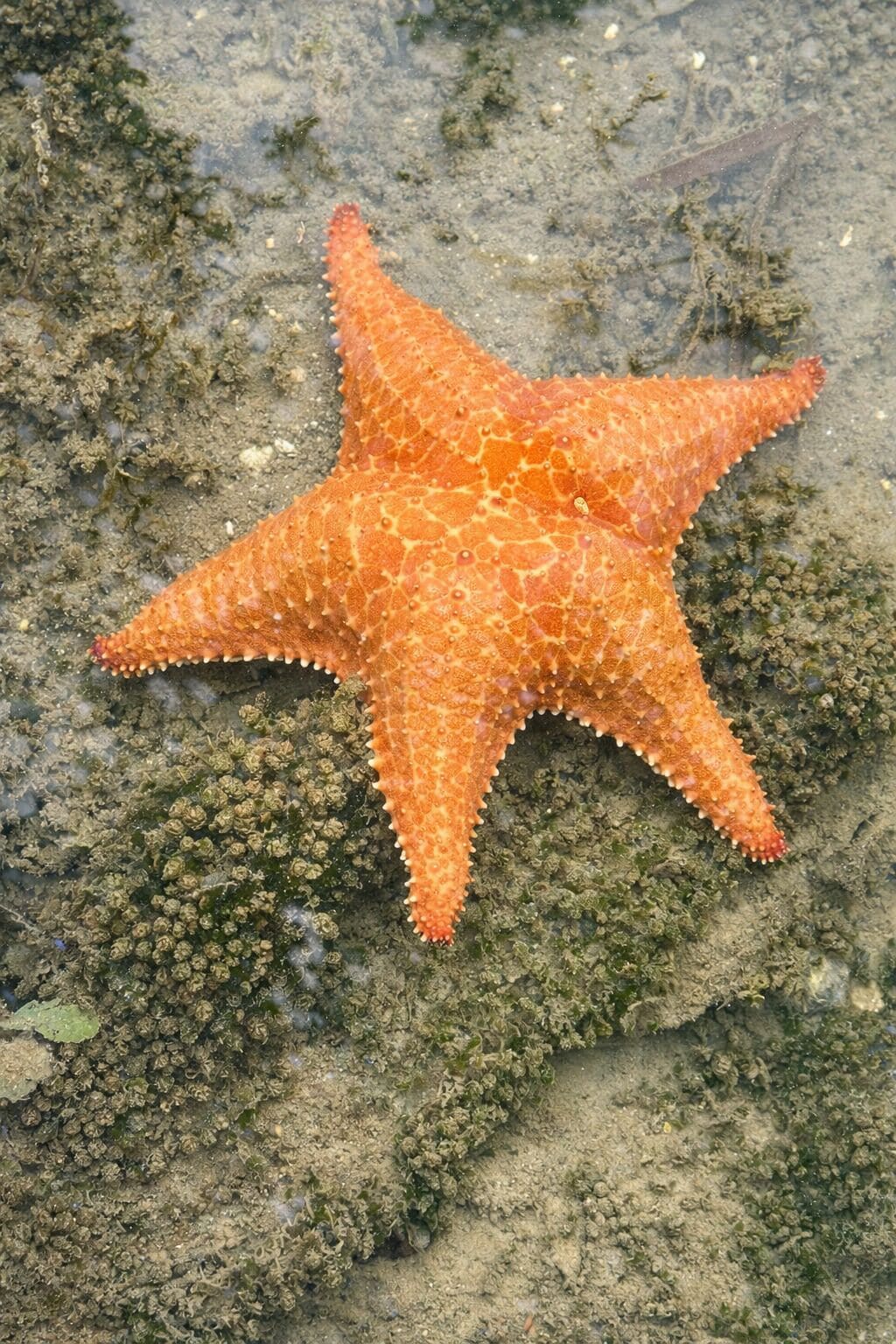 A starfish on a rocky surface.