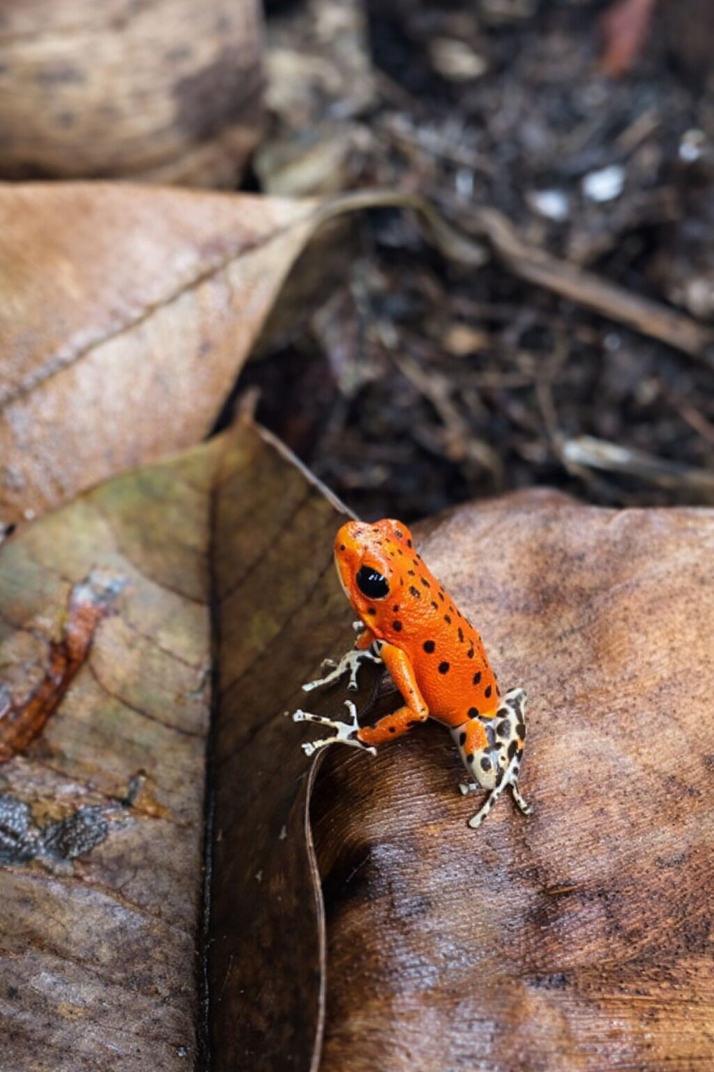 Une grenouille sur une feuille brune.