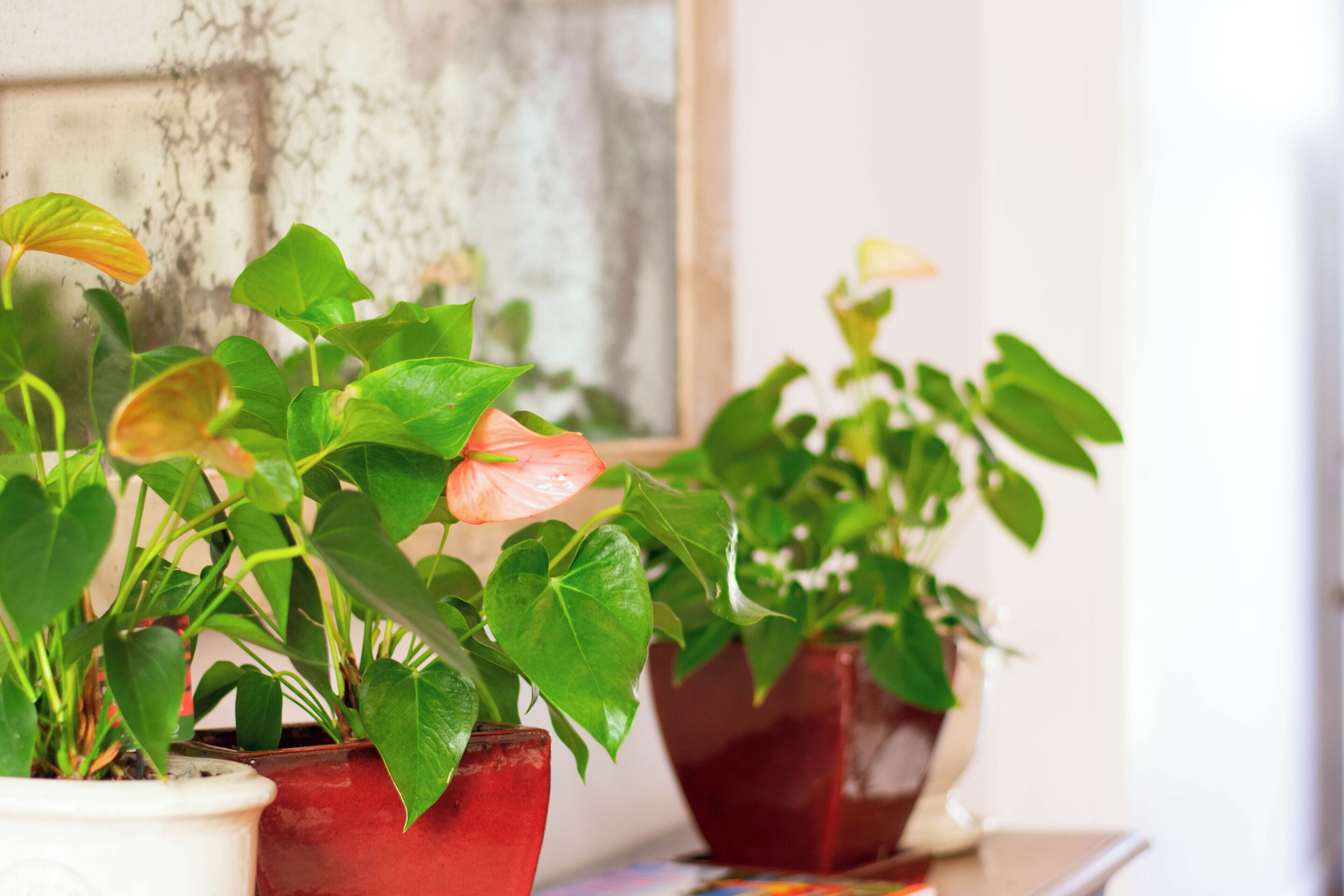 Vasos com plantas de folhas verdes e uma flor rosa sobre uma mesa.