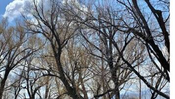 Un paysage où l’on voit des arbres sans feuilles et un ciel bleu dégagé.