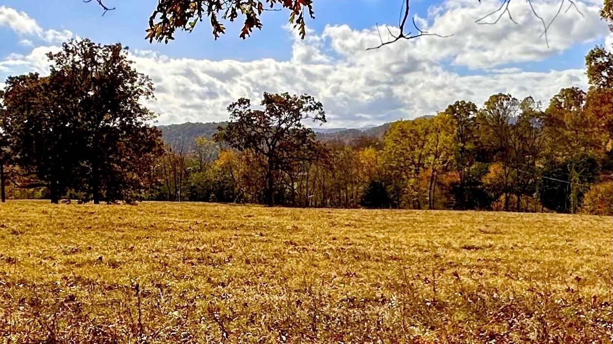 A field with trees in the background and a clear sky.