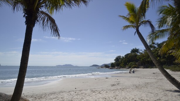 A beach with palm trees, a sandy shore, and the ocean. - Hotel Monte Libano (Florianópolis)