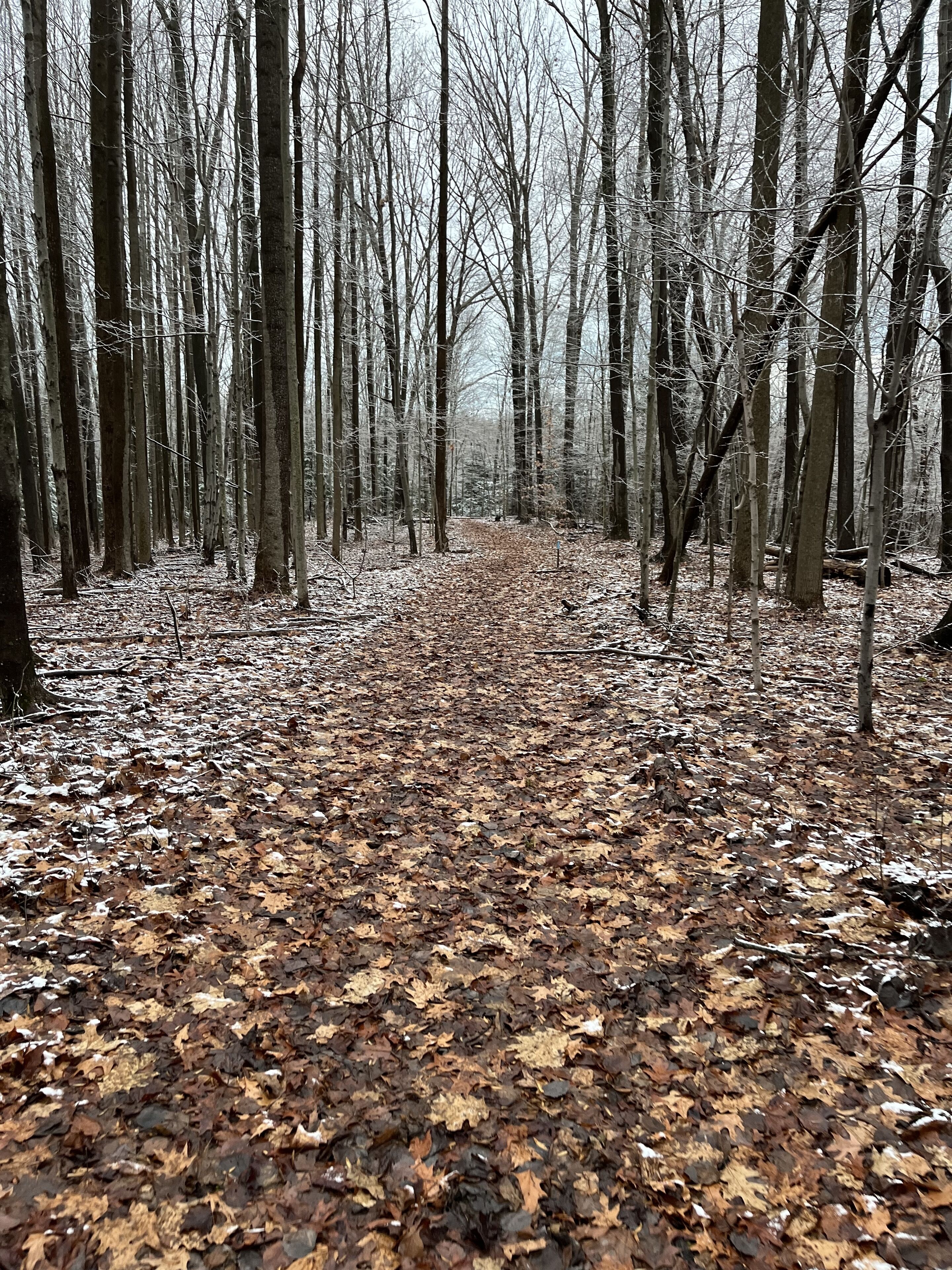 A forest path covered with fallen leaves.