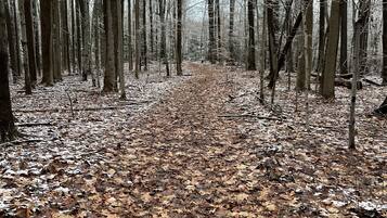 A forest path covered with fallen leaves.