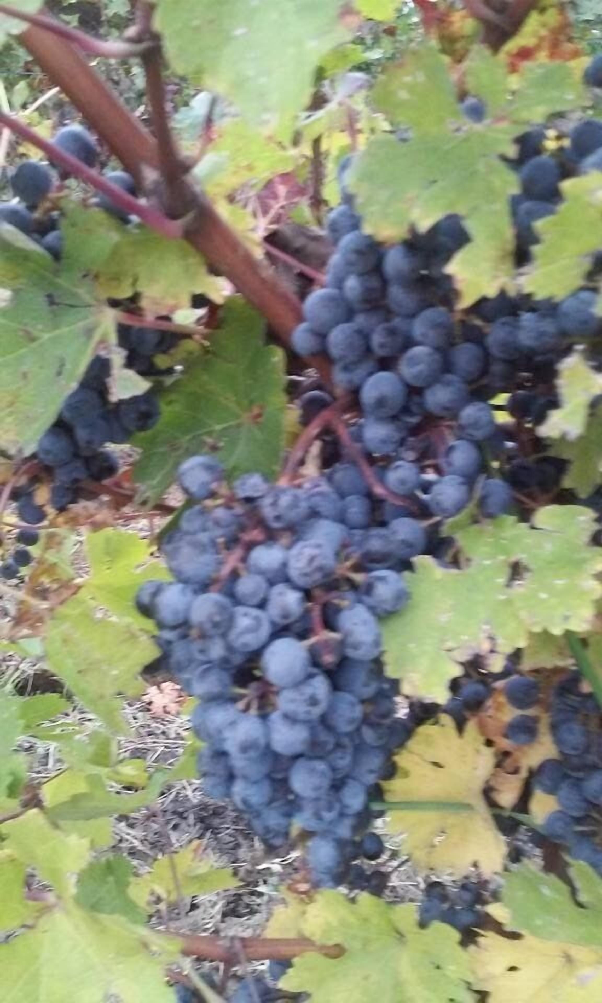 Um cacho de uvas roxas escuras pendurado em uma videira com folhas verdes.