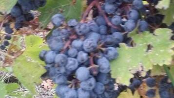 Um cacho de uvas roxas escuras pendurado em uma videira com folhas verdes.