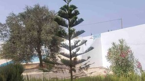 A tree-lined pathway leading to a building with a white exterior wall. - Villa Romantique Avec Piscine à 5 min de la Plage (Djerba Midun)