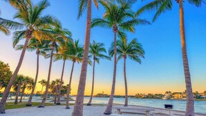 A beach with palm trees and a bench.