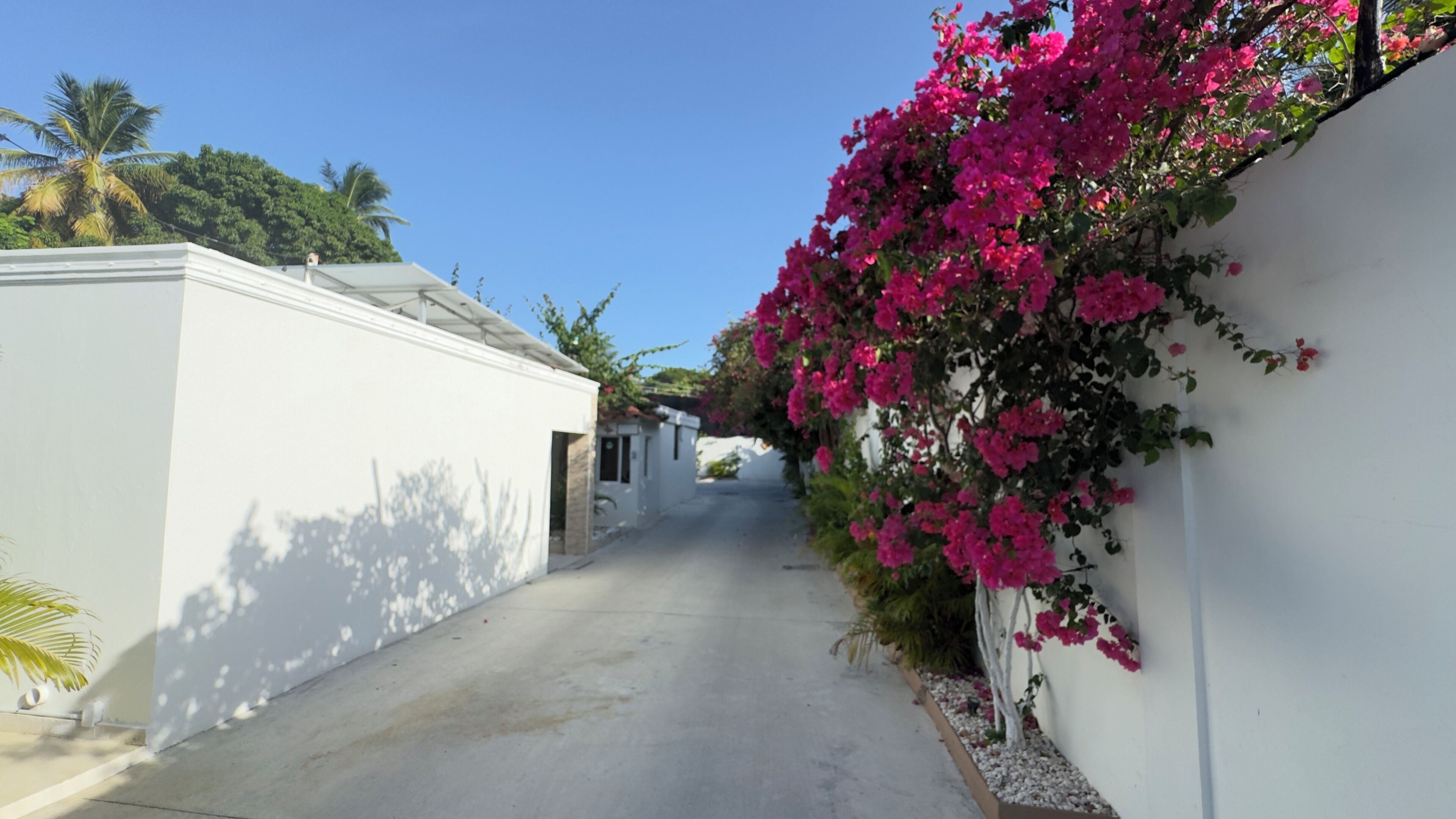 A narrow pathway flanked by white walls, with vibrant pink bougainvillea flowers and a palm tree in the background.