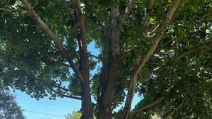 Ein großer Baum mit einer Steingrenze in einer grünen Fläche.