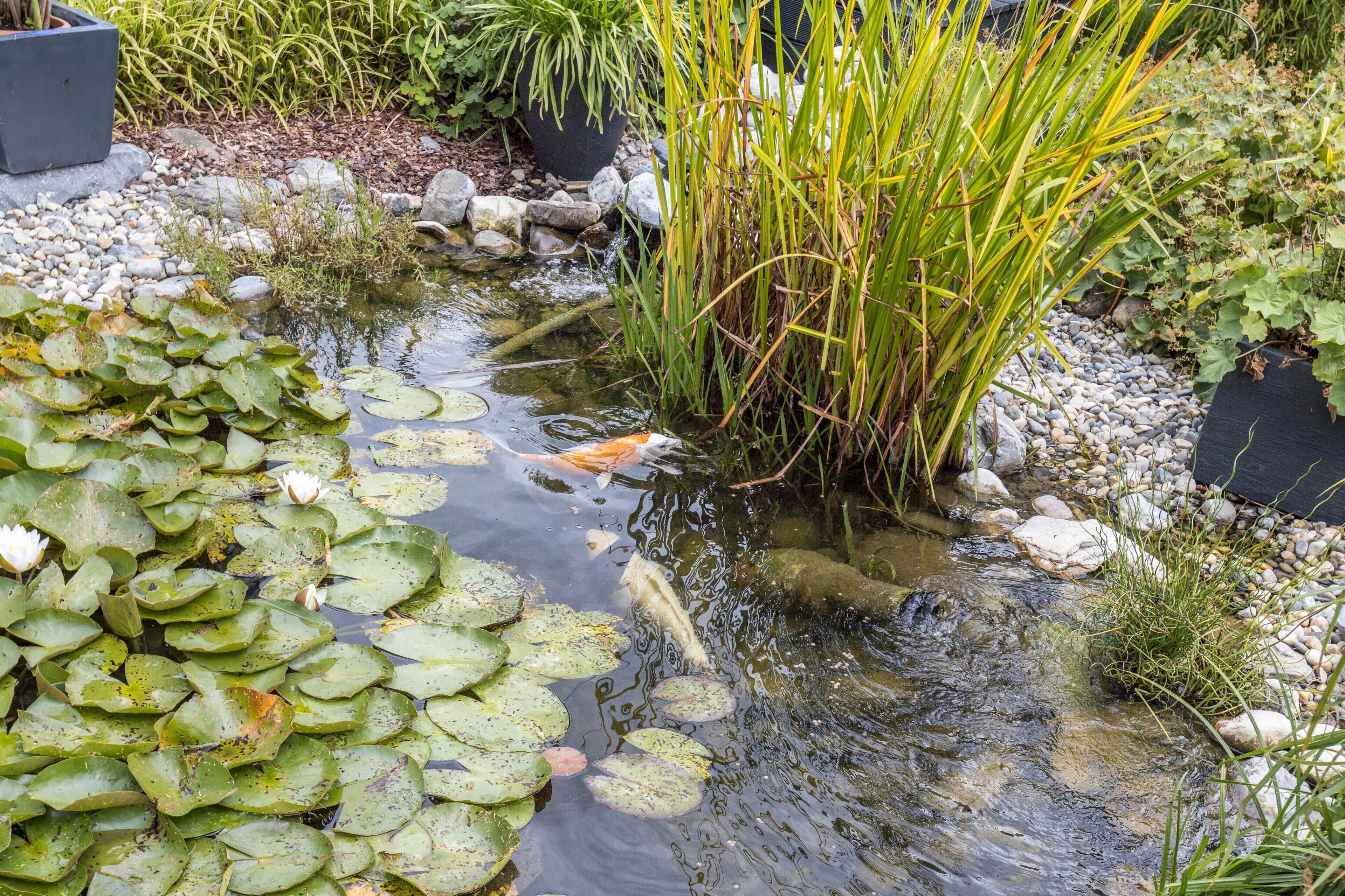 A pond with lily pads and a small stream, surrounded by rocks and plants.