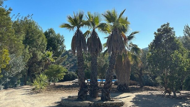 A natural landscape with palm trees and other vegetation. - Burruelo Ranch in Algodonales (Algodonales)
