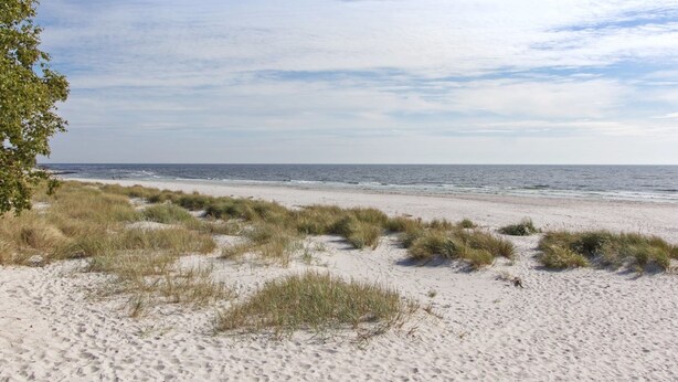 Ein Sandstrand mit Dünen und vereinzelter Vegetation.