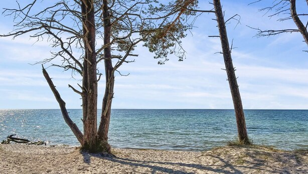 Ein Strand mit drei Bäumen und freiem Blick auf das Meer.