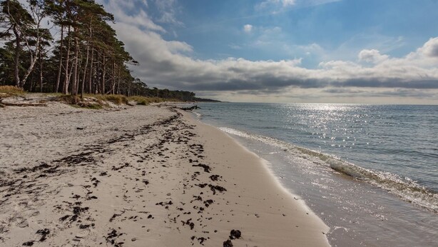 Ein Strand mit sandigem Ufer, Bäumen und blauem Himmel.