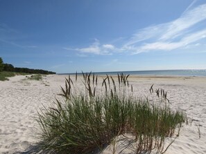 A sandy beach with tall grasses in the foreground and a clear blue sky. - "Patti" - 150m from the sea by Interhome (Nexø)