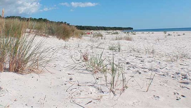 Una playa con dunas de arena y vegetación escasa.