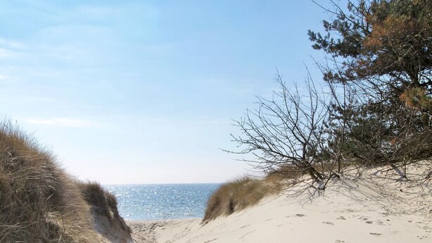 Ein sandiger Küstenpfad führt zum Meer, umgeben von vereinzelter Vegetation und Bäumen.