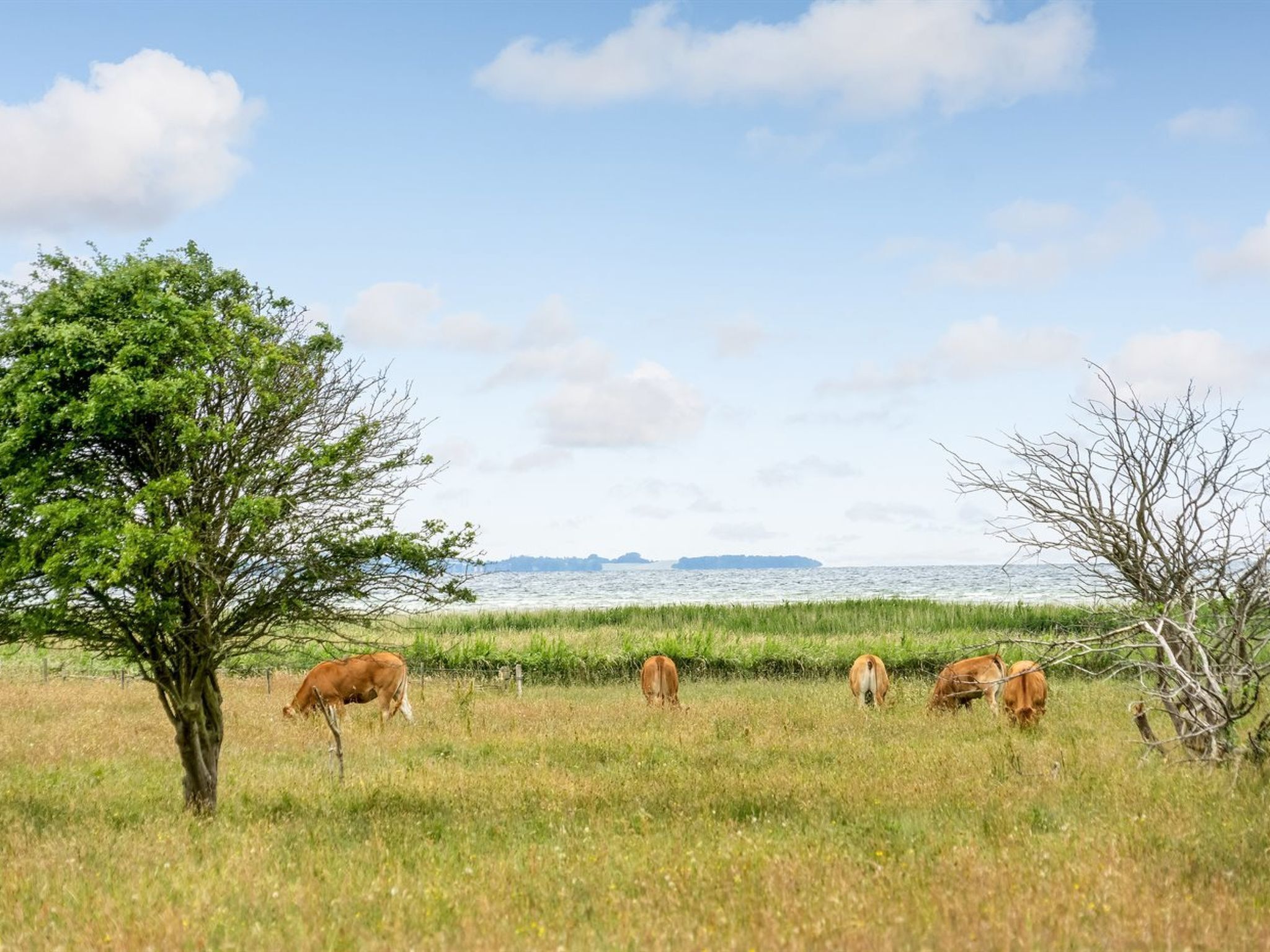 Un prato erboso con un albero e mucche al pascolo.