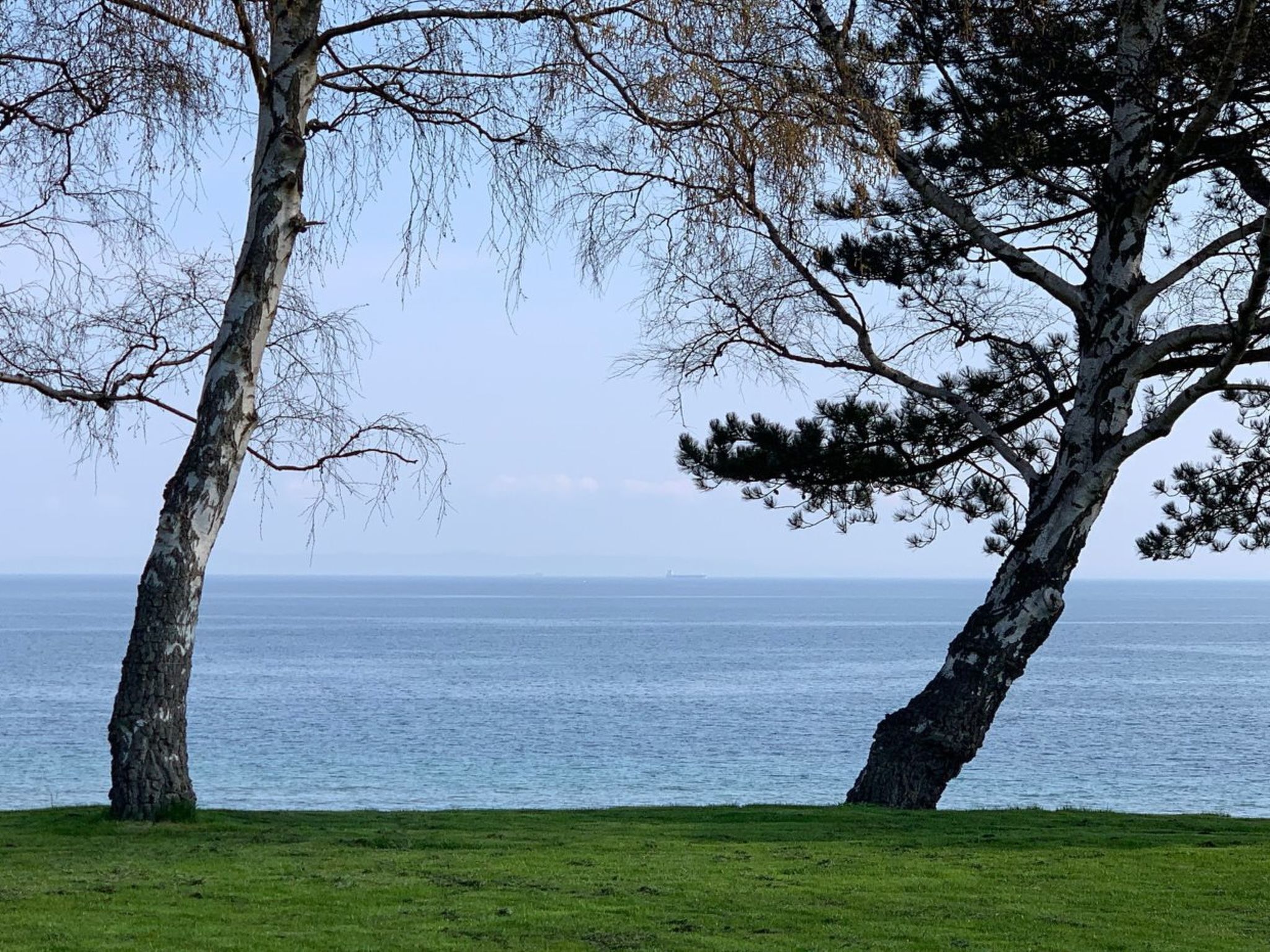 A coastal landscape with two prominent trees and a view of the sea.