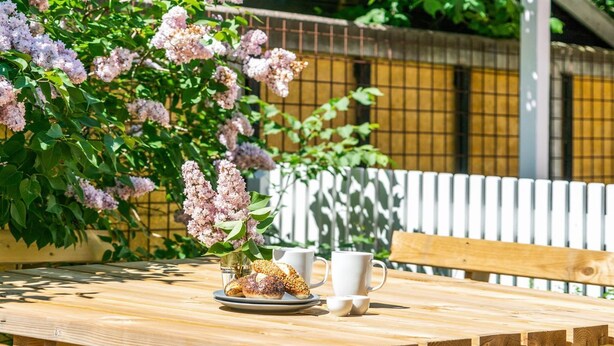 Una mesa de picnic de madera con un plato de pasteles y dos tazas blancas, con un fondo de arbustos de lila en flor y una valla blanca.