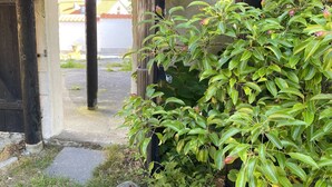 A covered entrance with a wooden door, a concrete archway, and a lush green plant in the foreground.