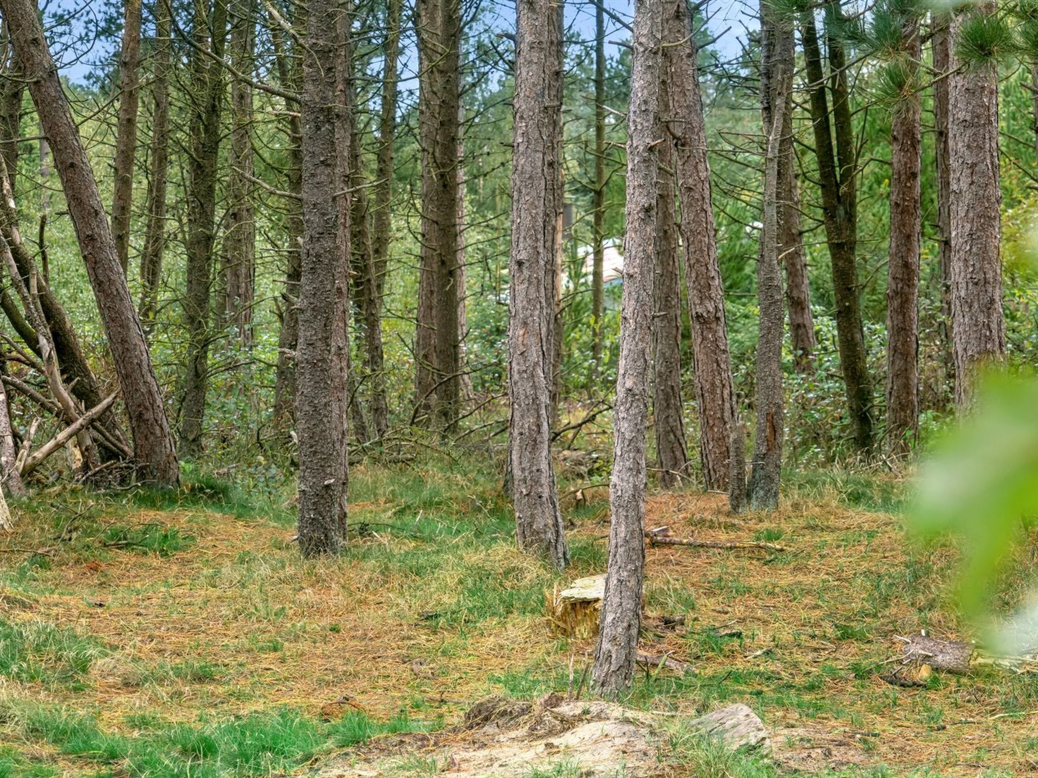 Een dicht bos met hoge bomen en een bedekking van dennennaalden.